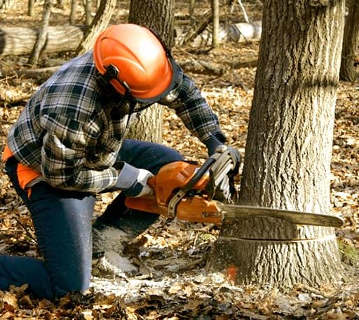 Tree Removal in Woodward, OK